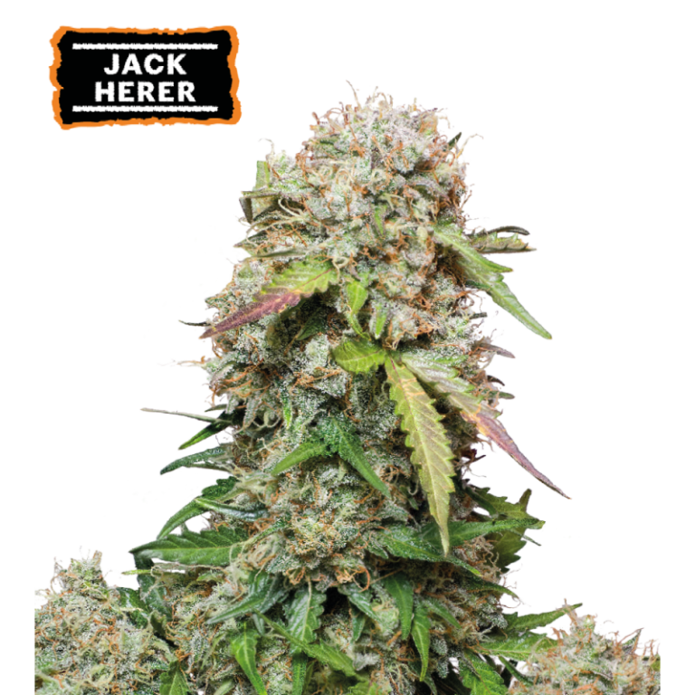 “Jack Herer Autoflower by Seedstockers — compact, resin-coated plants glowing with rich green buds, exuding a sweet-spicy-earthy aroma layered with classic Haze clarity.”