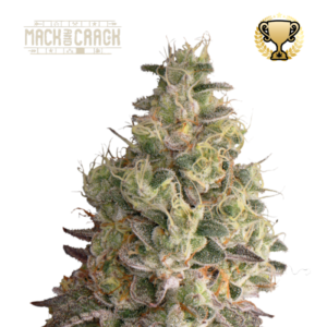 “Mack and Crack Autoflower by Seedstockers showing rock-hard, sugar-frosted colas with heavy trichome coverage; bright citrus and herbal aromatics reflected in gleaming lime-green buds and orange pistils.”