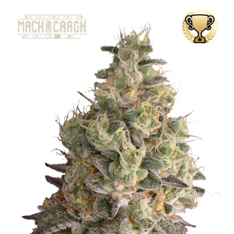 “Mack and Crack Autoflower by Seedstockers showing rock-hard, sugar-frosted colas with heavy trichome coverage; bright citrus and herbal aromatics reflected in gleaming lime-green buds and orange pistils.”