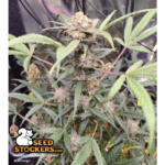 Mandarin Panties© Autoflower - Image 2