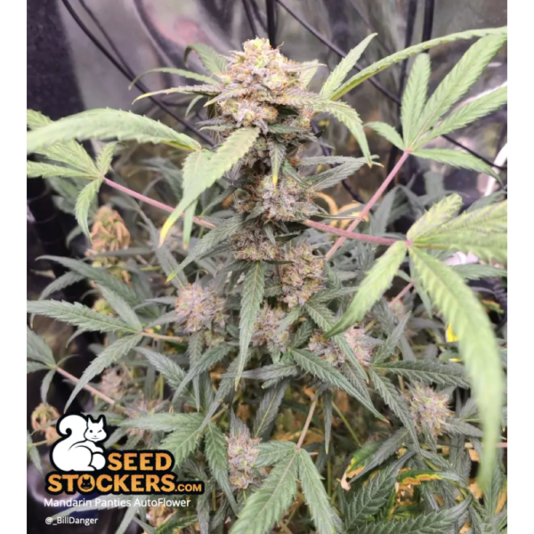 Mandarin Panties© Autoflower - Image 2