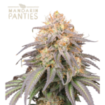 Mandarin Panties© Autoflower – Sun-Kissed Citrus Tease By Seedstockers Mandarin Panties Autoflower carries over its photoperiod predecessor’s exotic fruit charm into a fast auto format. Seedstockers notes it remains easy and fast to grow, with dominant citrus flavor and outstanding terpene layering. Rooted in Girl Scout Cookies vigor and Citrus lineage, this auto hybrid delivers a lively, fruity haze in a manageable, high-output package—bright, playful, and easy on the grow agenda. Cultivation Details This autoflower is designed to mature quickly—most finishes occur within 8–9 weeks. Its structure is moderately compact but enjoys training: early LST opens colas and fosters even light spread. Indoor growers benefit from maintaining moderate humidity and airflow to preserve terpene-rich flowers. Outdoors, warm conditions and steady light deliver vigorous growth without dramatic stretch. As Seedstockers notes, it’s easy and fast—ideal for multiple cycles or second runs with reliability front and center. seedstockers.com Effects Known for its “citrus flavor” and uplifting hybrid energy, Mandarin Panties Auto provides a cheerful, engaging high. The onset sparks brightness and sociability, fading into balanced ease that keeps spirits and focus elevated. Its potency sits in the mid-high range—strong enough to please experienced users while remaining approachable for lighter consumers. Flavor & Aroma True to its name, flavor leans bright and zesty. Think tangy tangerine and orange peel laced with candy brightness and subtle citrus blossom. Seedstockers underlines the dominant citrus notes—zesty and clear, like sunshine preserved in a jar. The exhale drifts sweet and slightly floral, with a light resinous base that doesn’t dull the primary citrus burst.