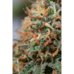 Moby Dick - Image 2