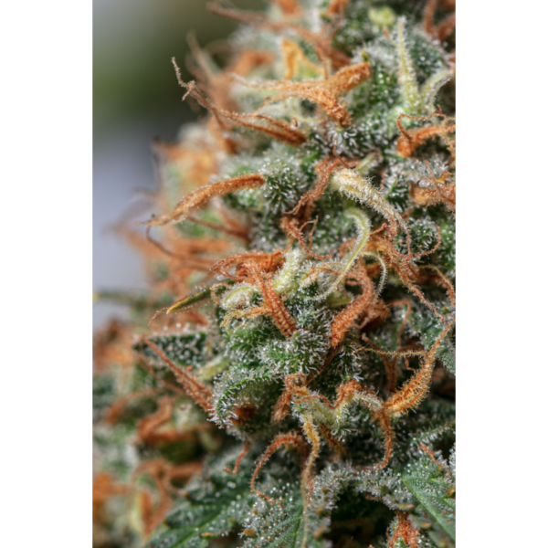 Moby Dick - Image 2