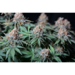 Moby Dick - Image 3
