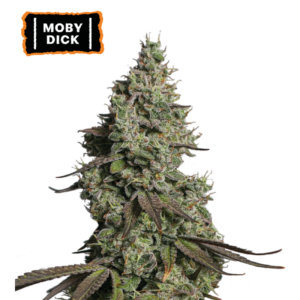 “Moby Dick Autoflower by Seedstockers — dense medium-sized plants with resin-coasted buds, emitting a sweet and woody aroma enriched with incense, sandalwood, and spice undertones.”