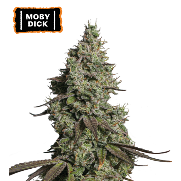 “Moby Dick Autoflower by Seedstockers — dense medium-sized plants with resin-coasted buds, emitting a sweet and woody aroma enriched with incense, sandalwood, and spice undertones.”