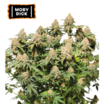 “Moby Dick by Seedstockers — tall sativa with snow-white trichome blanket and massive colas; fragrance hints at sweet candy and citrus with a cool, eucalyptus finish.”