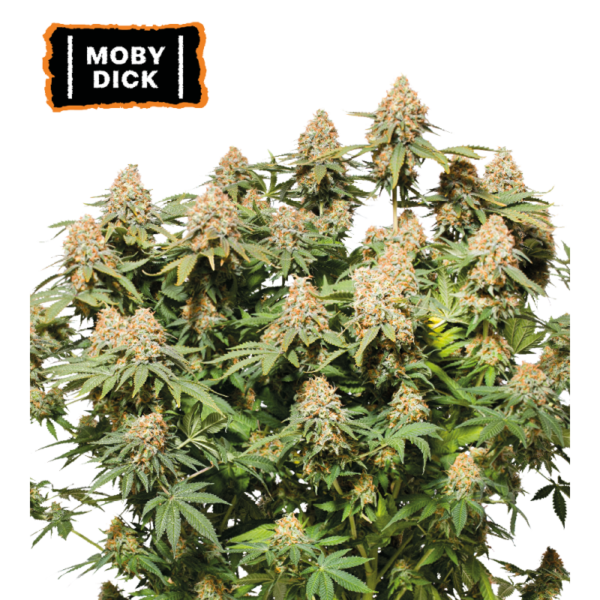 “Moby Dick by Seedstockers — tall sativa with snow-white trichome blanket and massive colas; fragrance hints at sweet candy and citrus with a cool, eucalyptus finish.”