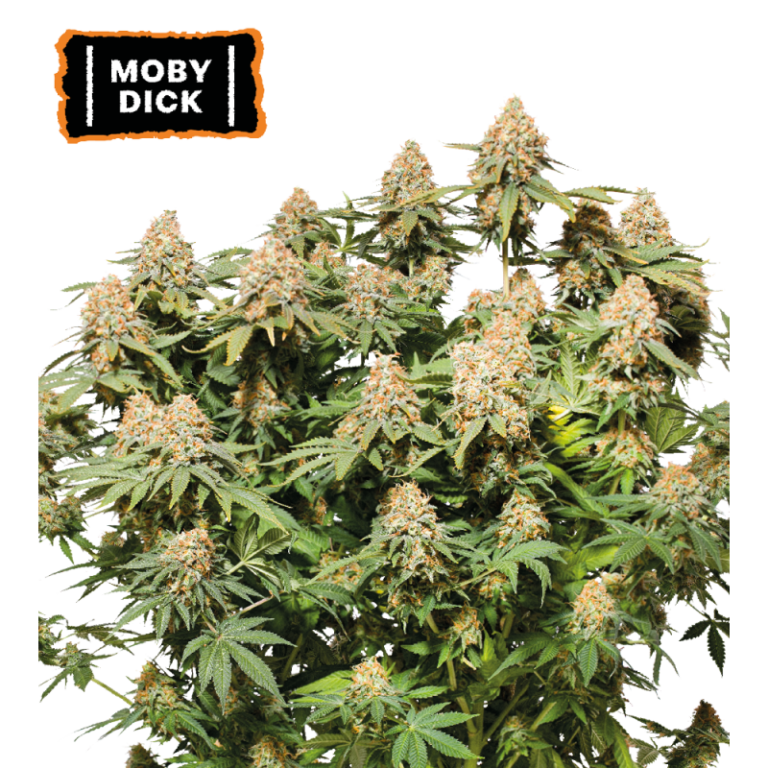 “Moby Dick by Seedstockers — tall sativa with snow-white trichome blanket and massive colas; fragrance hints at sweet candy and citrus with a cool, eucalyptus finish.”