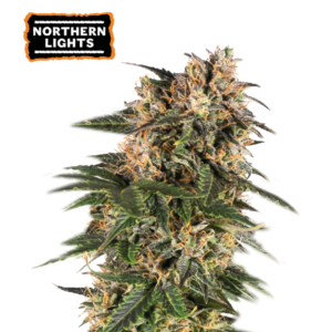 “Northern Lights Autoflower by Seedstockers — compact and resinous indica-style plant with thick buds; aroma of candy-sweet spice that mirrors the official 'Candy Spicy' description.”