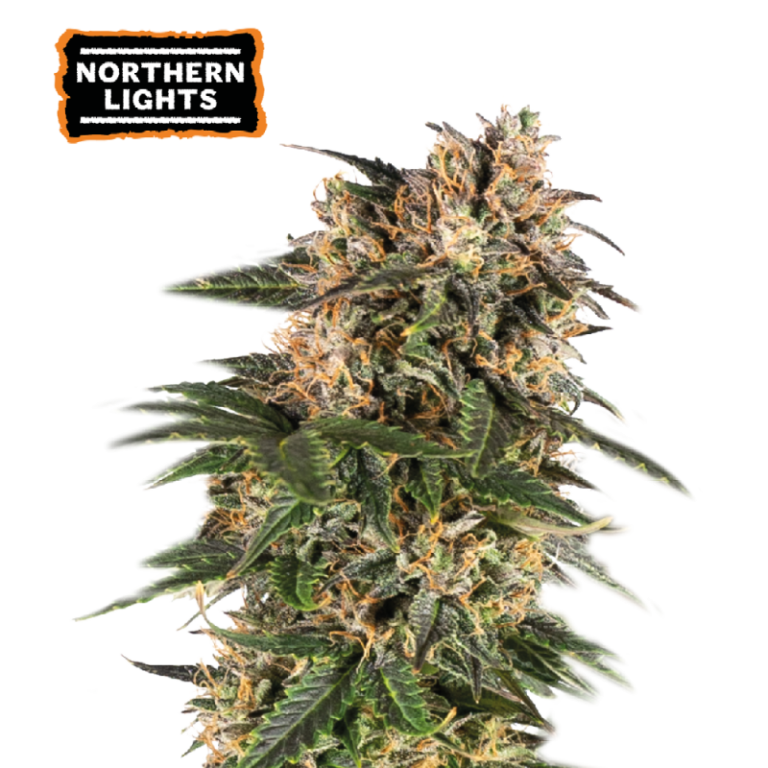 “Northern Lights Autoflower by Seedstockers — compact and resinous indica-style plant with thick buds; aroma of candy-sweet spice that mirrors the official 'Candy Spicy' description.”