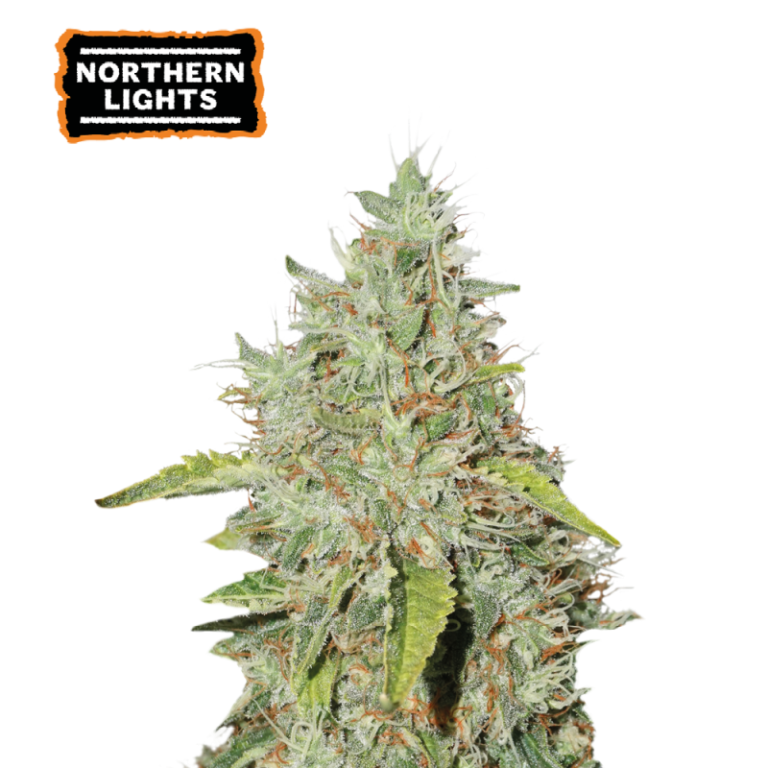 “Northern Lights by Seedstockers — compact indica with dense, resinous buds; aroma of sweet earth, pine and warm spice.”
