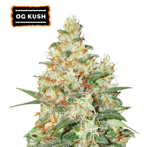 “OG Kush Autoflower by Seedstockers — squat, resin-drenched buds with deep green and orange tones; aroma blends sweet candy sugar with warm spice, matching the official candy-spicy profile.”