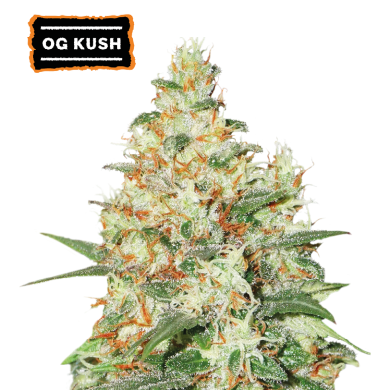 “OG Kush Autoflower by Seedstockers — squat, resin-drenched buds with deep green and orange tones; aroma blends sweet candy sugar with warm spice, matching the official candy-spicy profile.”