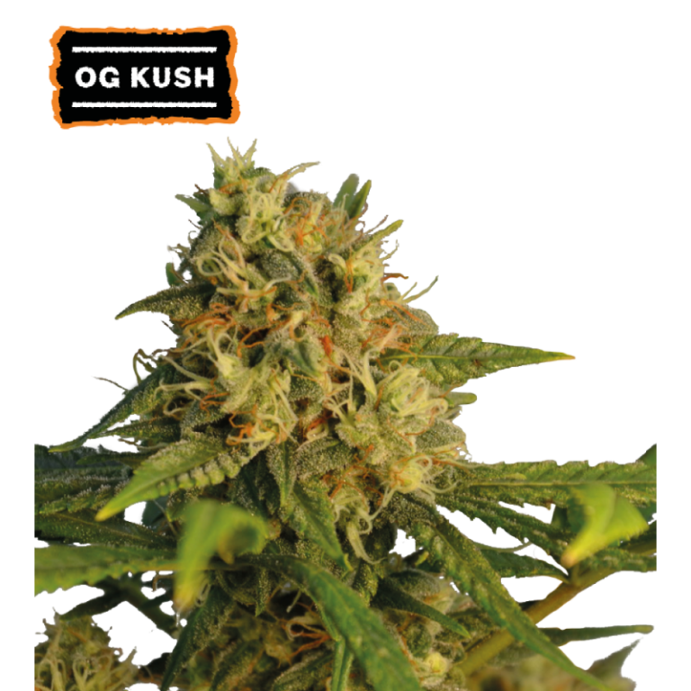 “OG Kush by Seedstockers — compact, frosty indica with heavy, sticky buds; aroma of pine, earthy spice and classic kush diesel-citrus undertones.”