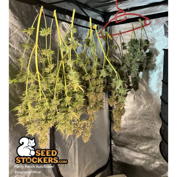 Panty Punch© Autoflower - Image 5