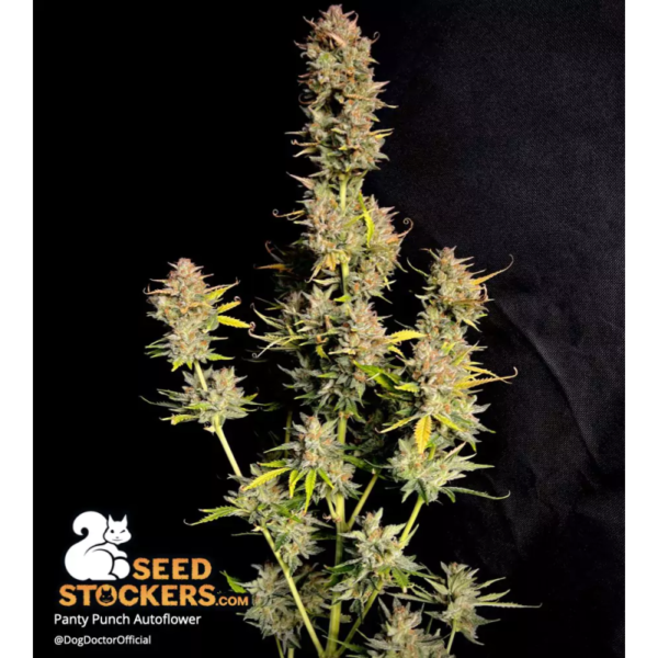 Panty Punch© Autoflower - Image 4