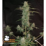 Panty Punch© Autoflower - Image 3