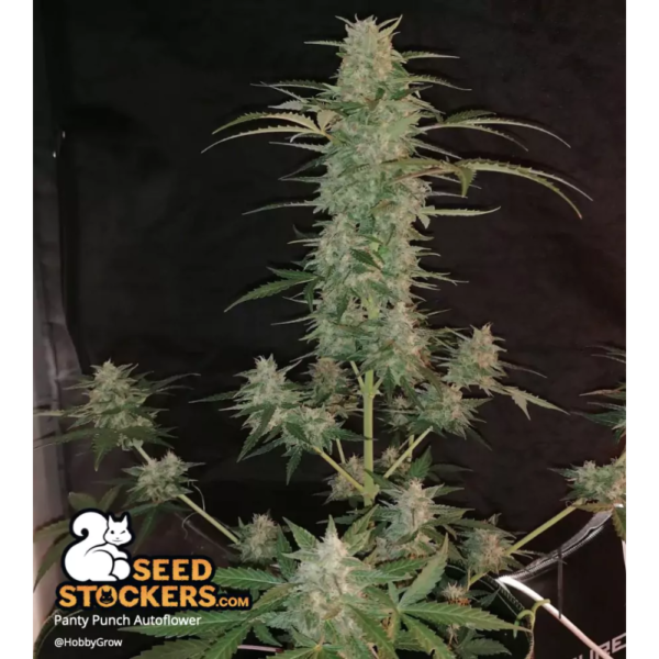 Panty Punch© Autoflower - Image 3