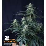 Panty Punch© Autoflower - Image 2
