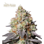 “Panty Punch Autoflower by Seedstockers — compact, dense buds draped in frosty trichomes with dark cherry green tones; aroma of sweet cherry-Kush layered over herbal and diesel spice accurately reflects official profile.”