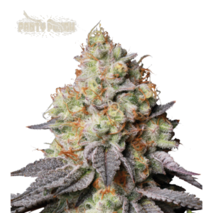 “Panty Punch Autoflower by Seedstockers — compact, dense buds draped in frosty trichomes with dark cherry green tones; aroma of sweet cherry-Kush layered over herbal and diesel spice accurately reflects official profile.”