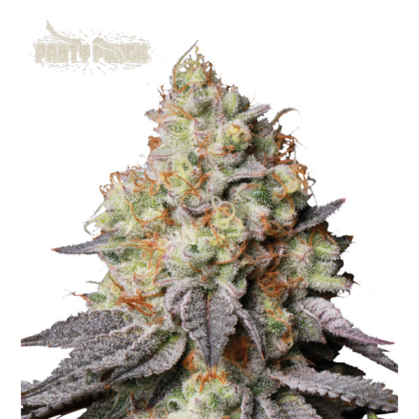 “Panty Punch Autoflower by Seedstockers — compact, dense buds draped in frosty trichomes with dark cherry green tones; aroma of sweet cherry-Kush layered over herbal and diesel spice accurately reflects official profile.”