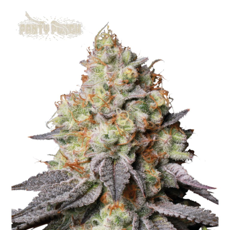 “Panty Punch Autoflower by Seedstockers — compact, dense buds draped in frosty trichomes with dark cherry green tones; aroma of sweet cherry-Kush layered over herbal and diesel spice accurately reflects official profile.”