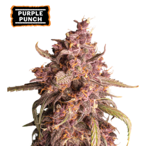 “Purple Punch Autoflower by Seedstockers — compact plant covered in dense, blue-purple trichome-laden buds; aroma of sweet grape candy with dark fruit and blueberry tones as officially described.”