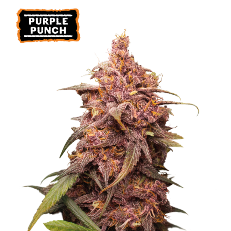 “Purple Punch by Seedstockers — compact, purple-tinged buds with jammy grape/berry candy aroma and pastry-sweet finish; visually striking, dessert forward.”