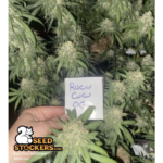 Rucu Cucu OG© Autoflower - Image 2