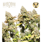 “Rucu Cucu OG Autoflower by Seedstockers with thick, resin-shellacked colas, tangerine-orange pistils, and deep lime buds; aroma suggests candy-sweet orange over creamy OG gas, matching official flavor cues.”