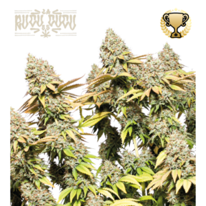 “Rucu Cucu OG Autoflower by Seedstockers with thick, resin-shellacked colas, tangerine-orange pistils, and deep lime buds; aroma suggests candy-sweet orange over creamy OG gas, matching official flavor cues.”