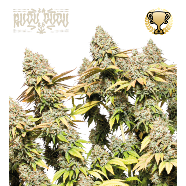 “Rucu Cucu OG Autoflower by Seedstockers with thick, resin-shellacked colas, tangerine-orange pistils, and deep lime buds; aroma suggests candy-sweet orange over creamy OG gas, matching official flavor cues.”
