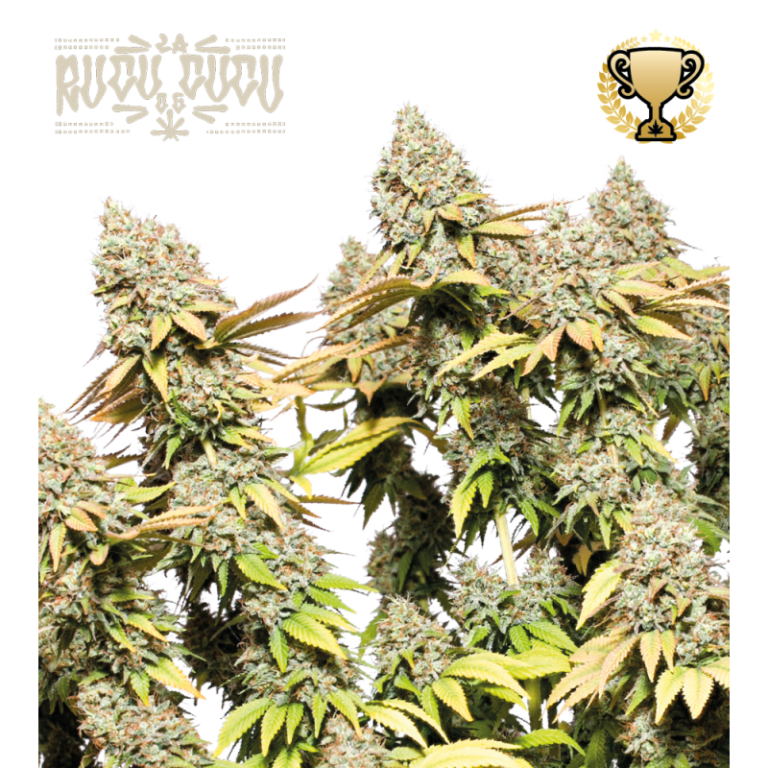 “Rucu Cucu OG Autoflower by Seedstockers with thick, resin-shellacked colas, tangerine-orange pistils, and deep lime buds; aroma suggests candy-sweet orange over creamy OG gas, matching official flavor cues.”