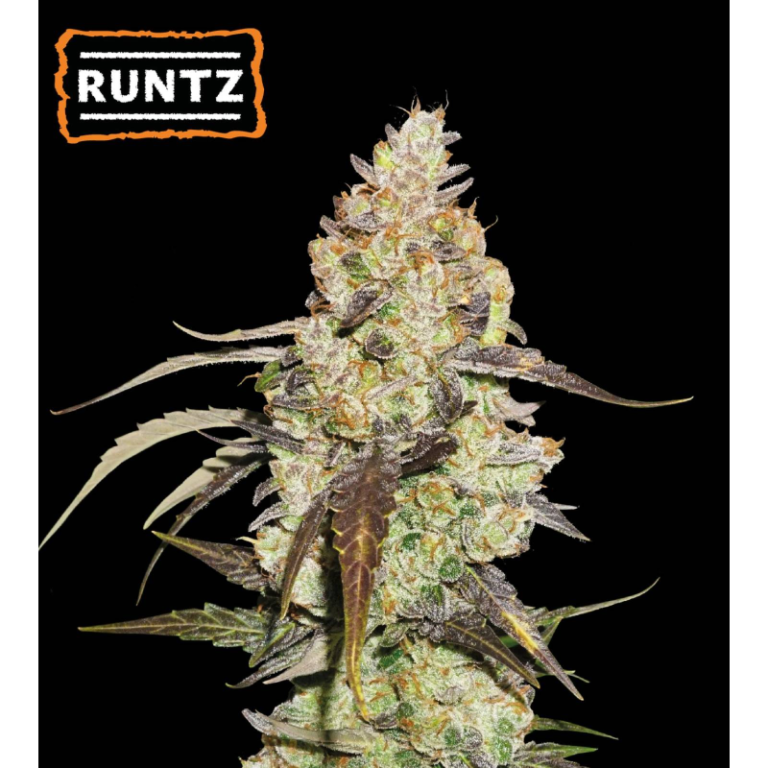 “Runtz by Seedstockers — compact buds dusted in trichomes with candy-fruit aroma, opening on sweet tropical/berry esters and soft creamy midnotes.”