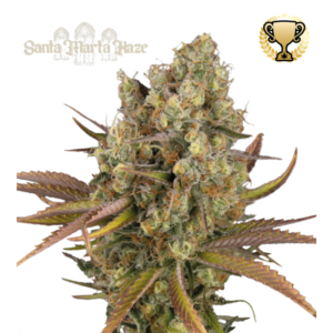 “Santa Marta Haze Autoflower by Seedstockers — medium-tall cannabis plant with airy, resinous colas and bright green leaves; aroma of zesty citrus and tropical fruit haze, fresh and uplifting.”