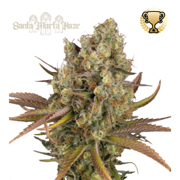 “Santa Marta Haze Autoflower by Seedstockers — medium-tall cannabis plant with airy, resinous colas and bright green leaves; aroma of zesty citrus and tropical fruit haze, fresh and uplifting.”