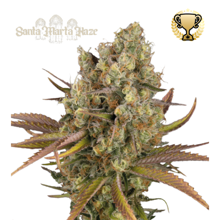 “Santa Marta Haze Autoflower by Seedstockers — medium-tall cannabis plant with airy, resinous colas and bright green leaves; aroma of zesty citrus and tropical fruit haze, fresh and uplifting.”