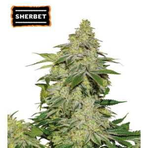 Dense, sparkly, resin-coated buds of Sherbet Autoflower by Seedstockers, compact and lush, with vibrant citrus-fruity aromas of mango and melon that hint at its dessert-like flavor profile.