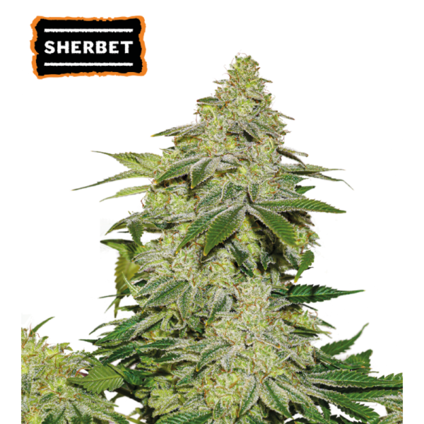 Dense, sparkly, resin-coated buds of Sherbet Autoflower by Seedstockers, compact and lush, with vibrant citrus-fruity aromas of mango and melon that hint at its dessert-like flavor profile.