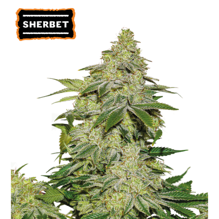 Dense, sparkly, resin-coated buds of Sherbet Autoflower by Seedstockers, compact and lush, with vibrant citrus-fruity aromas of mango and melon that hint at its dessert-like flavor profile.
