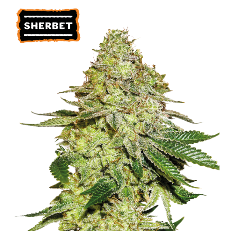 “Sherbet by Seedstockers — compact plant with dense, frosty buds; aroma is sweet sherbet with mango, melon and candy-like top notes over a creamy finish.”