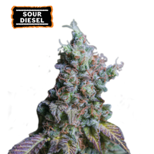 “Sour Diesel Autoflower by Seedstockers — dense, resin-rich buds with fiery pistils and a complex profile combining pungent diesel, woody incense, and bright citrus.”