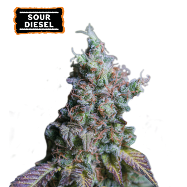 “Sour Diesel Autoflower by Seedstockers — dense, resin-rich buds with fiery pistils and a complex profile combining pungent diesel, woody incense, and bright citrus.”