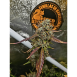 Sticky Fingers© Autoflower - Image 2