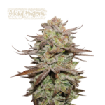 “Sticky Fingers Autoflower by Seedstockers — chunky, frosty white buds covered in resin; aroma of sweet mint cookie and pine that matches breeder’s sweet-mint profile.”