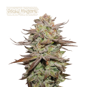 “Sticky Fingers Autoflower by Seedstockers — chunky, frosty white buds covered in resin; aroma of sweet mint cookie and pine that matches breeder’s sweet-mint profile.”
