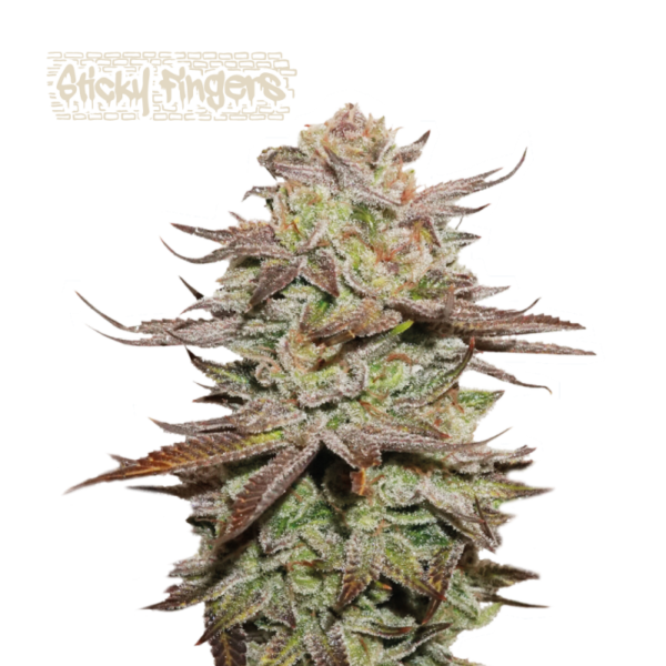 “Sticky Fingers Autoflower by Seedstockers — chunky, frosty white buds covered in resin; aroma of sweet mint cookie and pine that matches breeder’s sweet-mint profile.”
